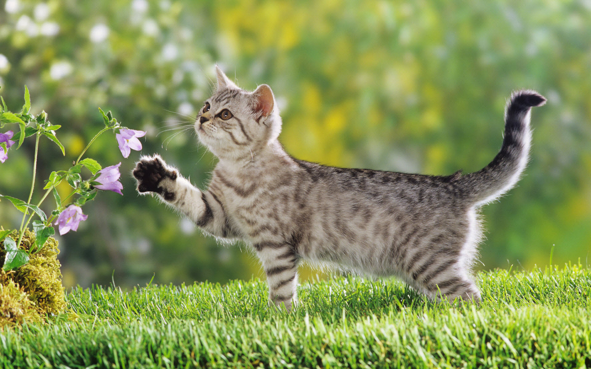 British Shorthair Kitten619843606